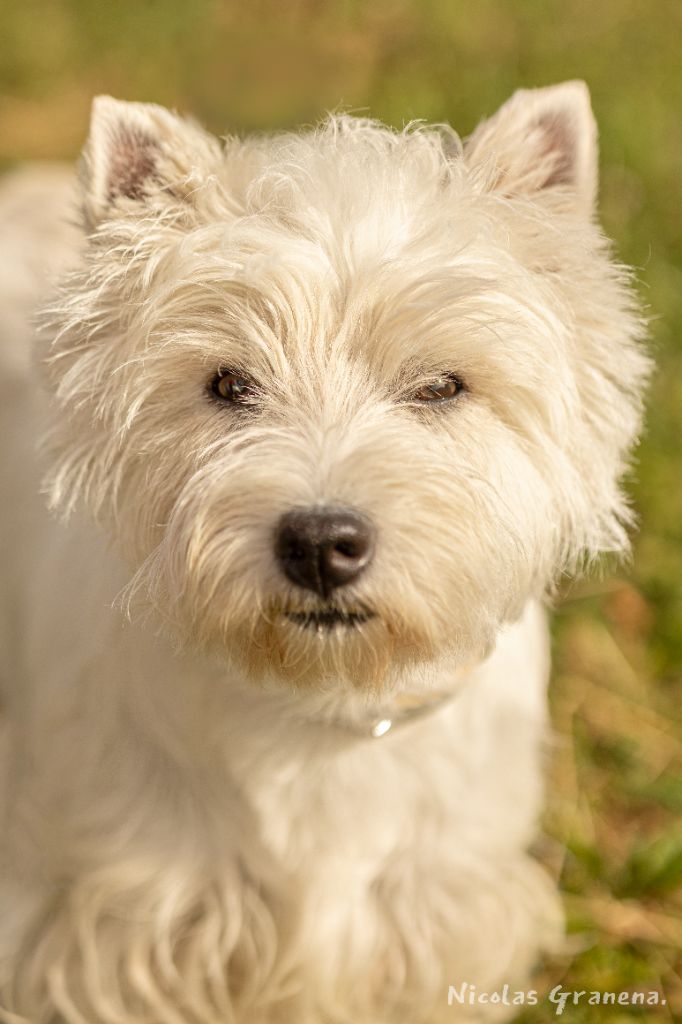 Les West Highland White Terrier de l'affixe Du Domaine De Valimi