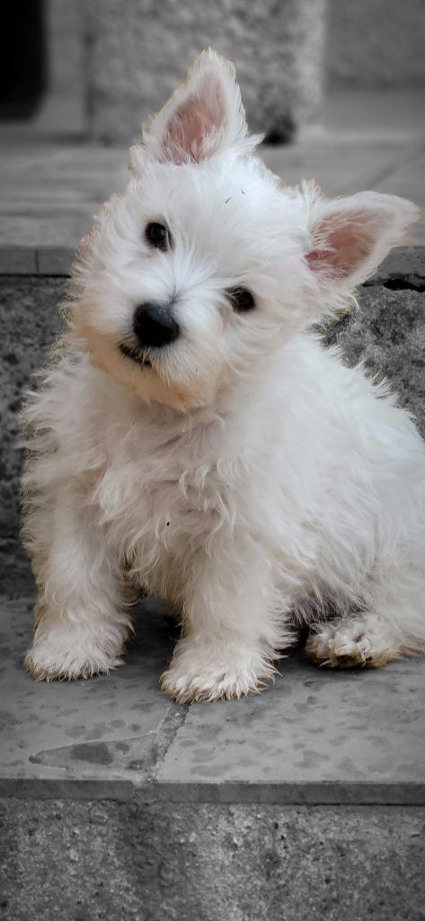 Du Domaine De Valimi - Chiot disponible  - West Highland White Terrier