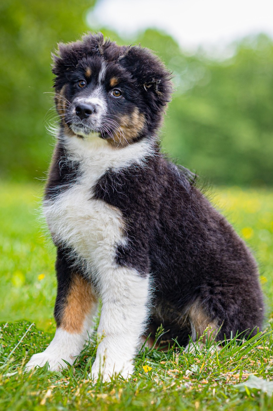 star De La Colombe Béarnaise