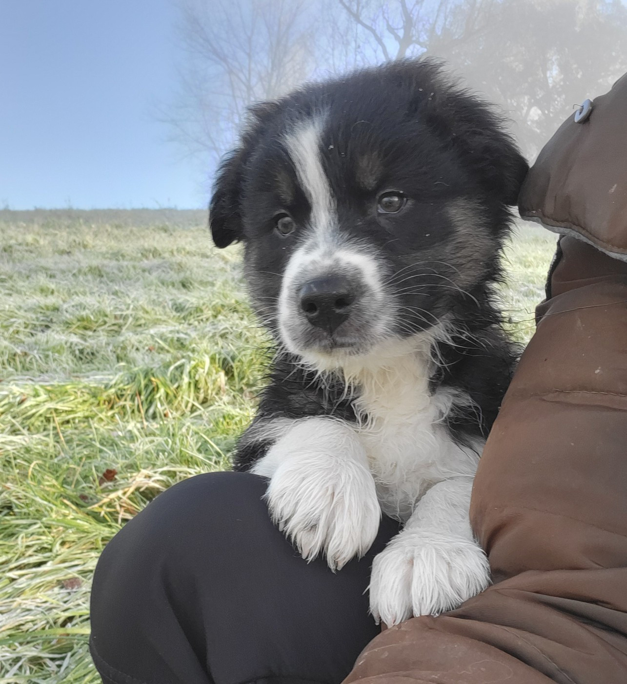 ARAGON disponible de suite 💖né le 28 sept 2025