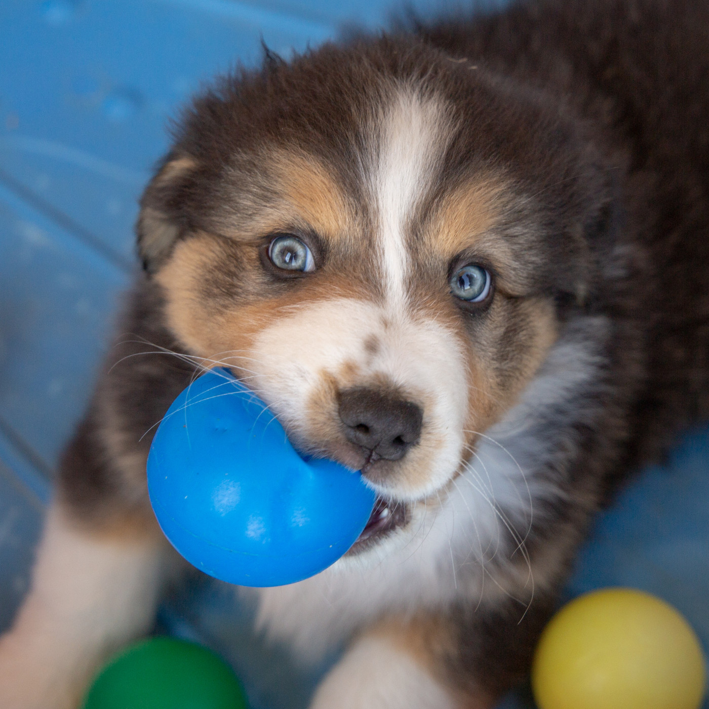 Prochaine portée fin 2027 uniquement