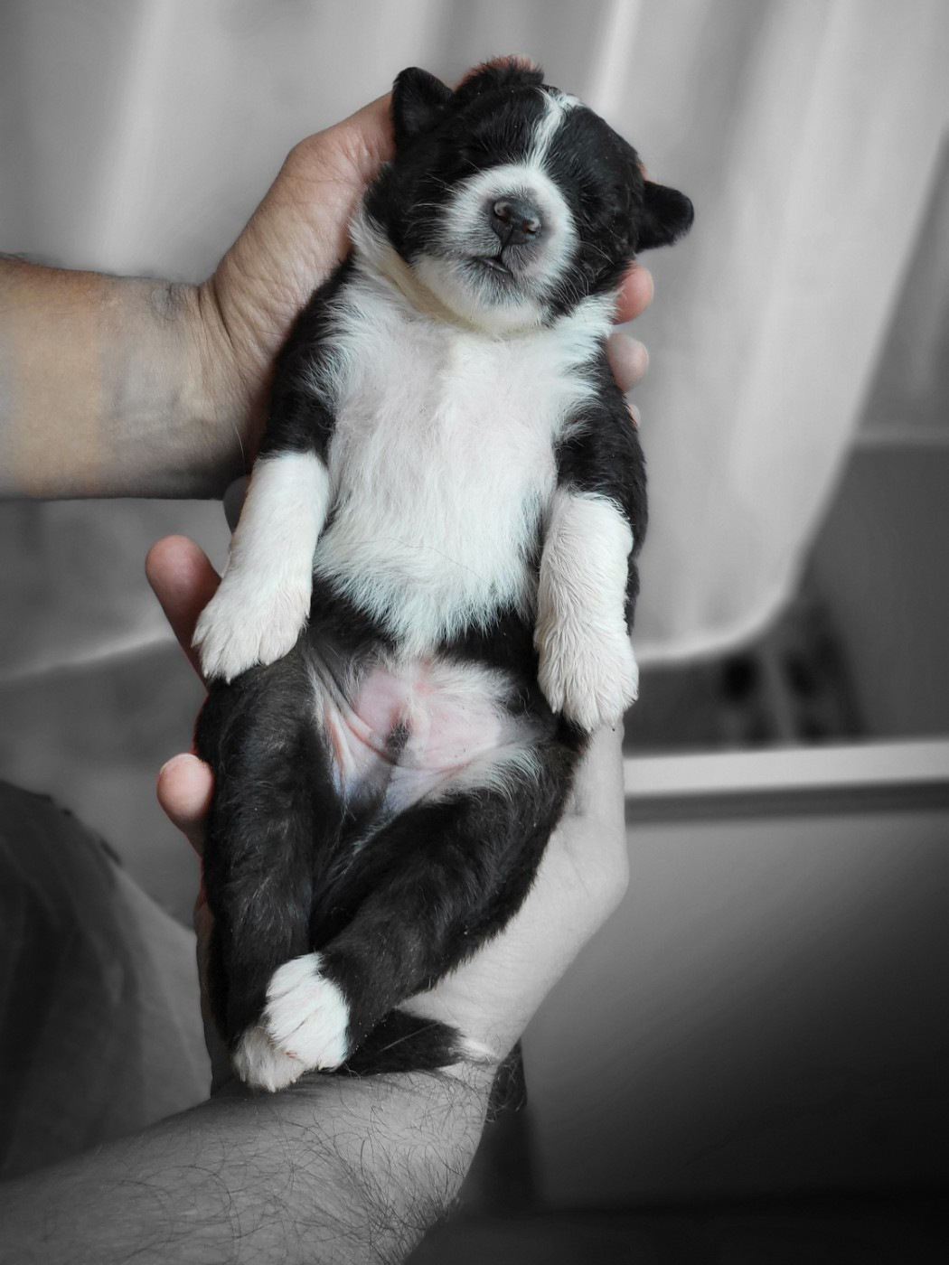 Du Domaine De Valimi - Chiots disponibles - Berger Australien