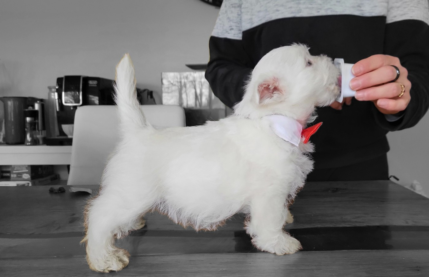 Du Domaine De Valimi - Chiots disponibles - West Highland White Terrier