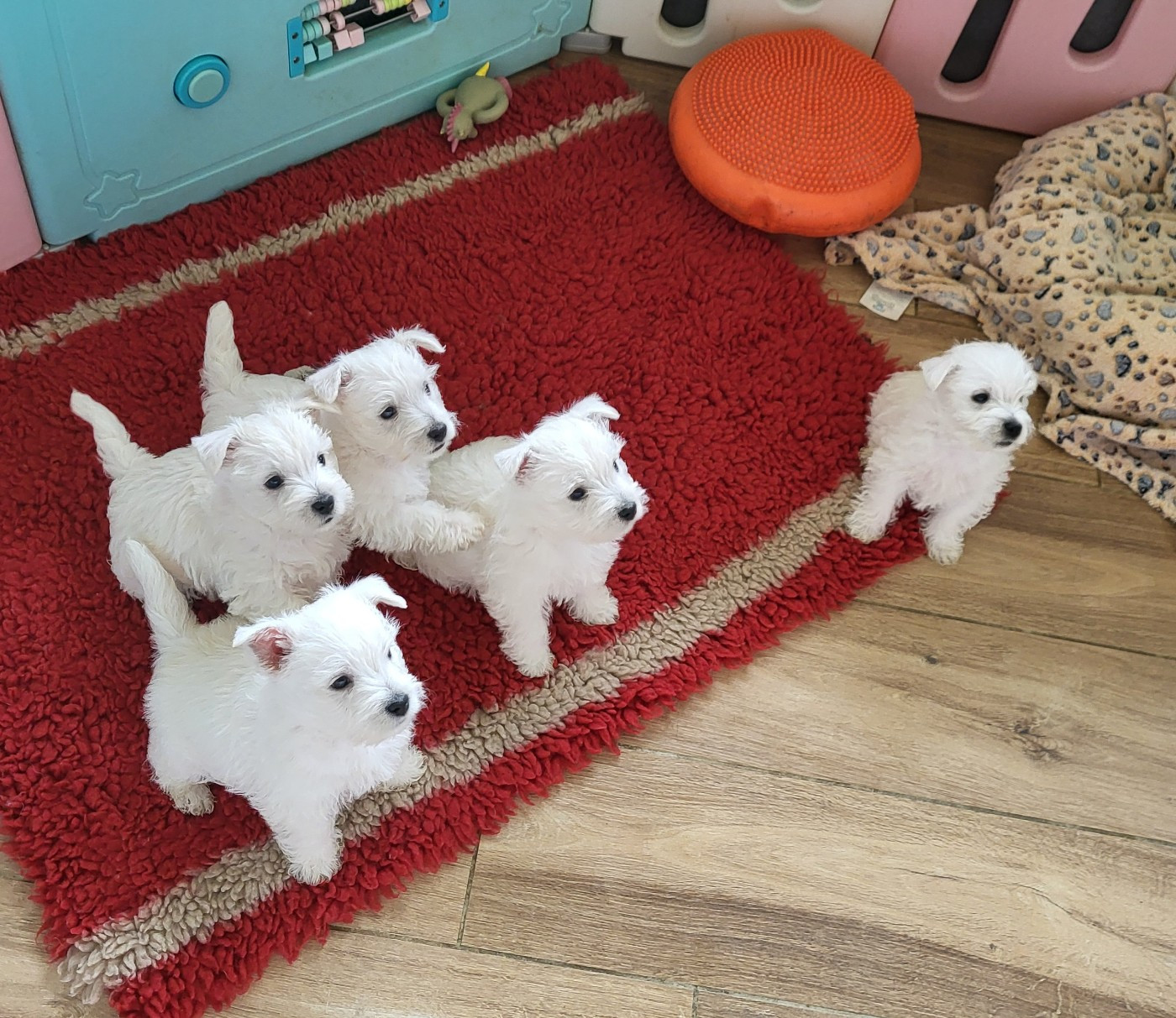 Chiot West Highland White Terrier Du Domaine De Valimi