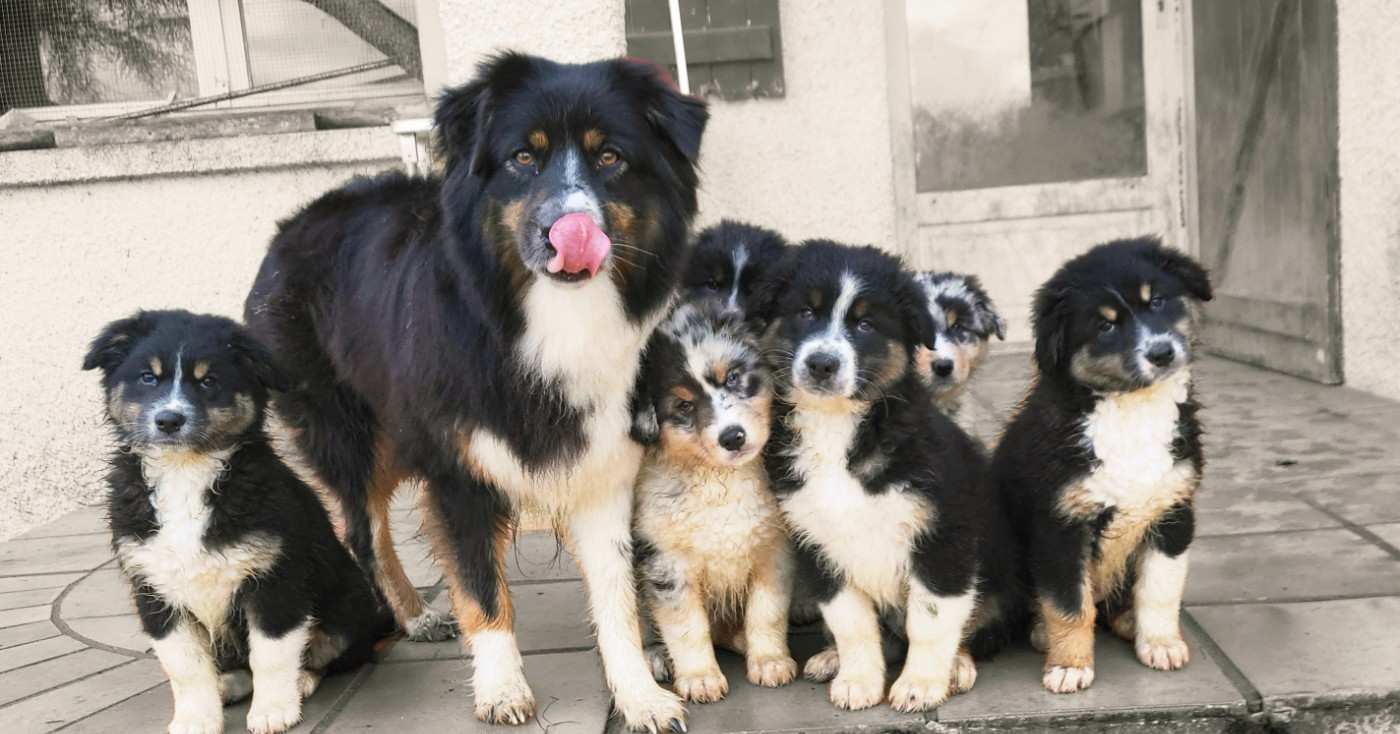 Chiot Berger Australien Du Domaine De Valimi
